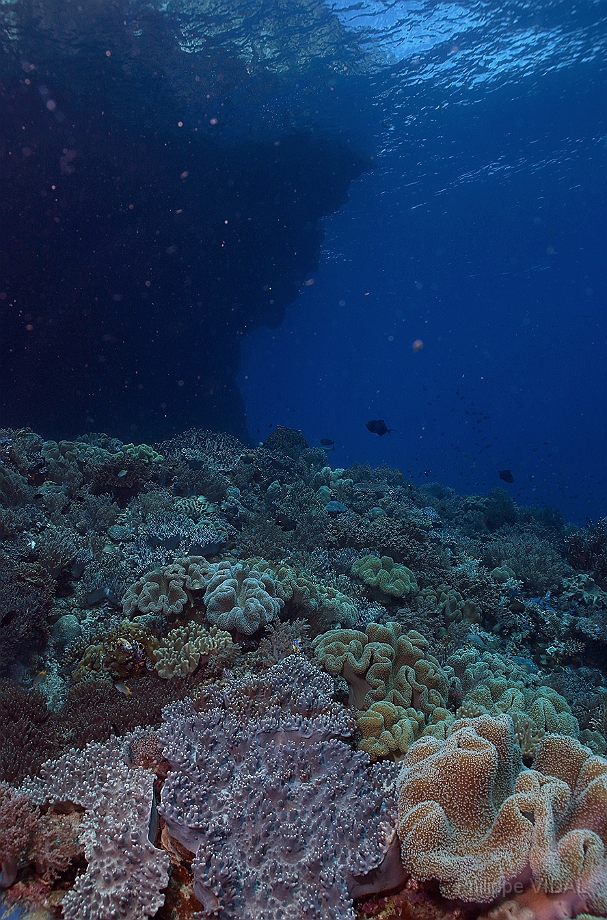 Raja Ampat 2016 - Corail - Ambiance - IMG_4393_rc.jpg